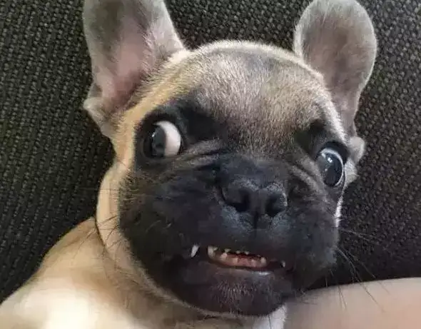 快看看，狗狗流口水可能也是病！