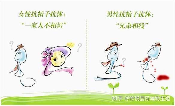 免疫性因素致不孕情况 做试管婴儿一定要了解哦 知乎