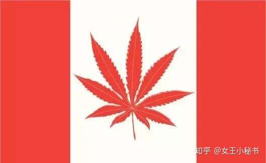 留学生活 关于大麻合法queens的态度是这样的 知乎