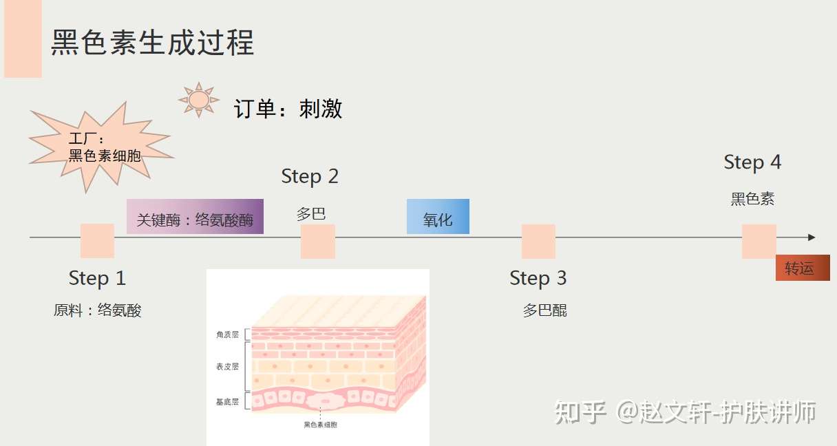 如何暗黄肌肤调理 美白提亮 知乎