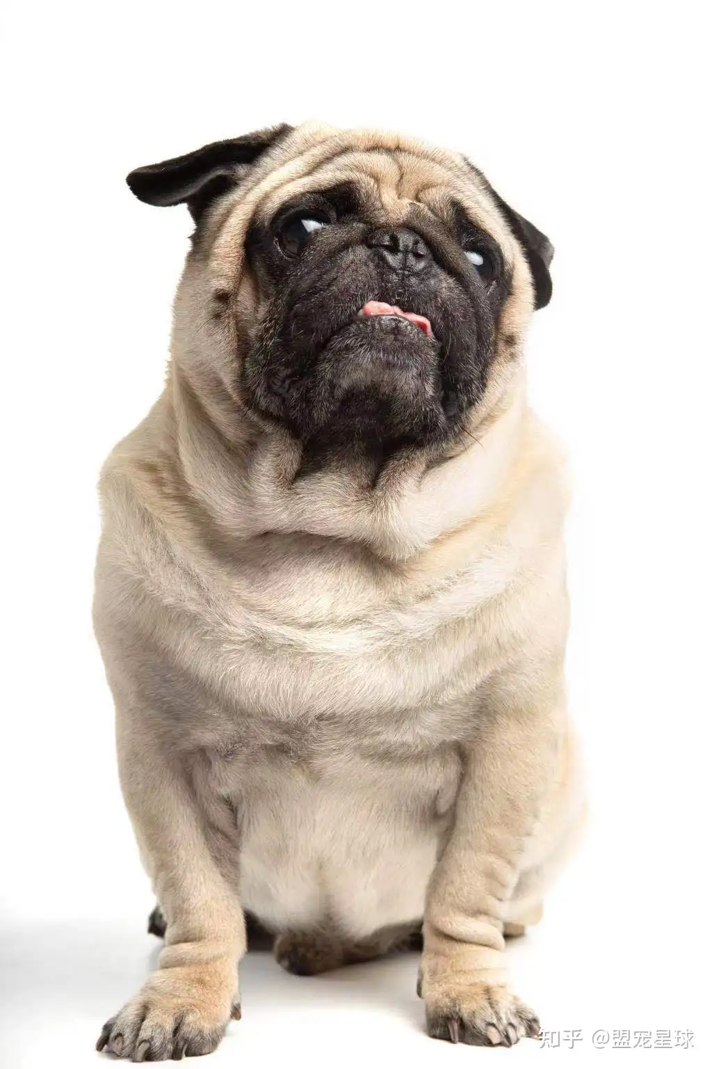 呼吸综合症 骨骼问题 牙病 关于法斗 巴哥 京巴等短头犬你需要了解的 知乎