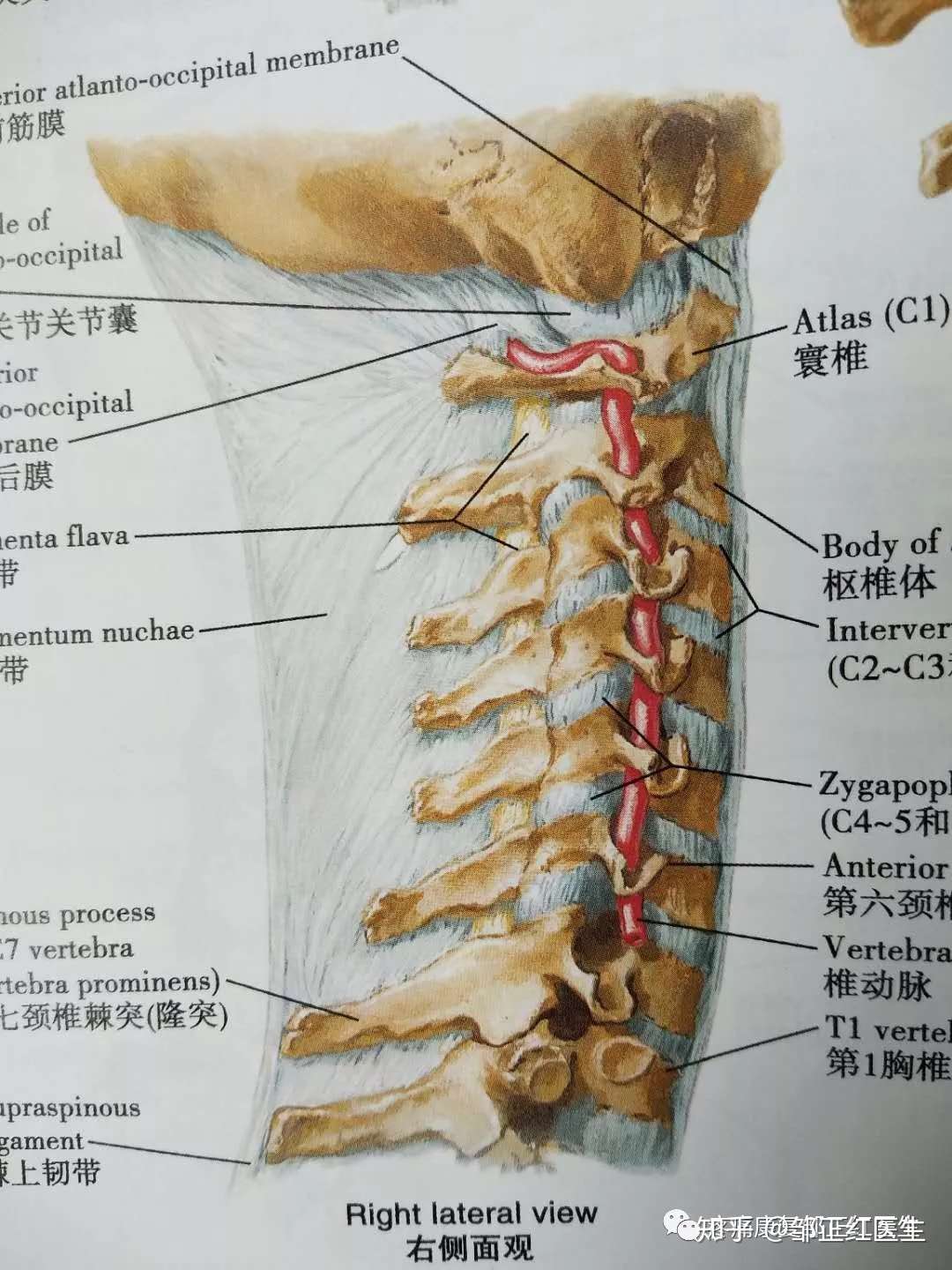 颈椎病系列 一 评估 治疗 锻炼 知乎