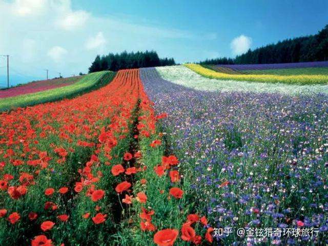 日本北海道 盛开在仲夏流年的汪洋花海 知乎