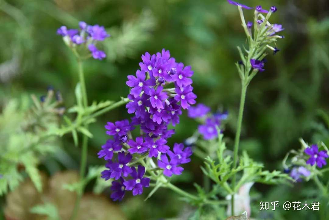 香水草色泽美丽梦幻 花朵做成香囊 当属独款香水味 知乎