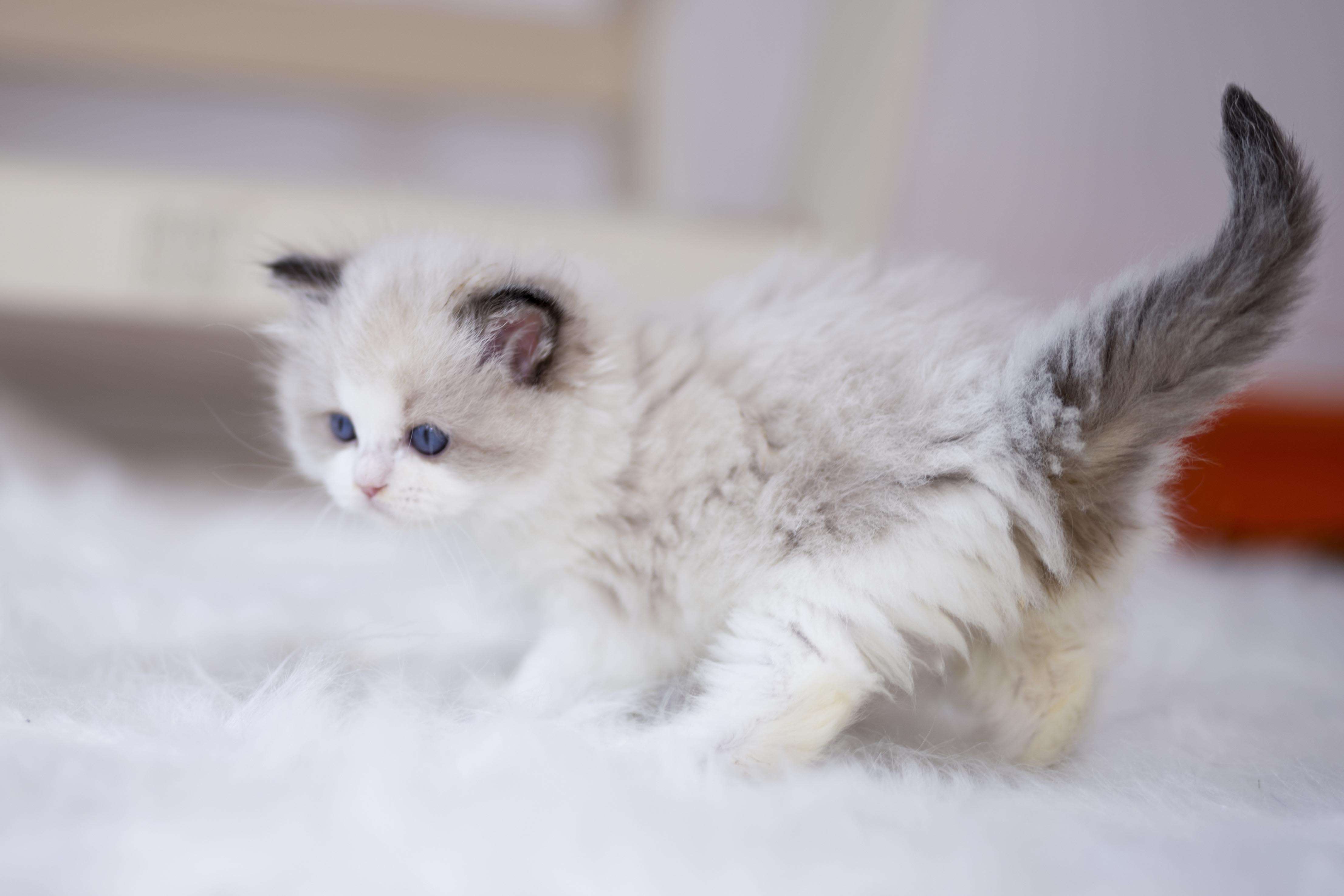 潘多拉布偶猫舍 的想法: 小毛球 | #喵星人日常 #养宠课代表 #路边