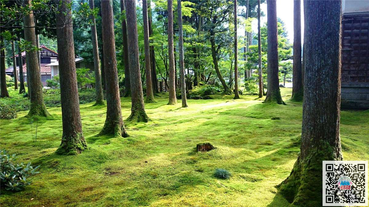 不止有苔寺 日本人气青苔美景10选 知乎 不止有苔寺 日本人气青苔美景10选 知乎