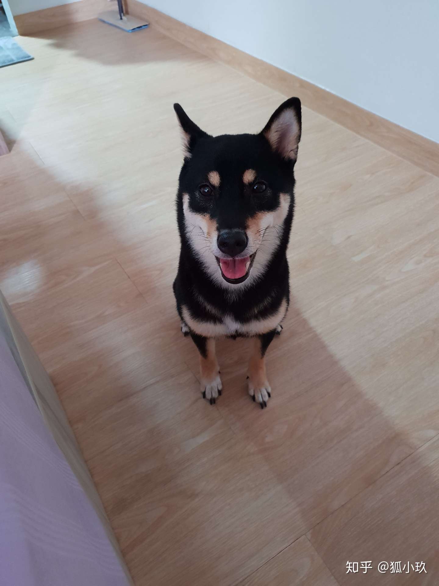 关于从新加坡带狗回中国流程 2019 知乎