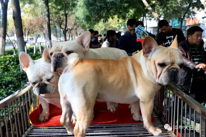 中国四大狗市：所有宠物狗犬种都有，进”