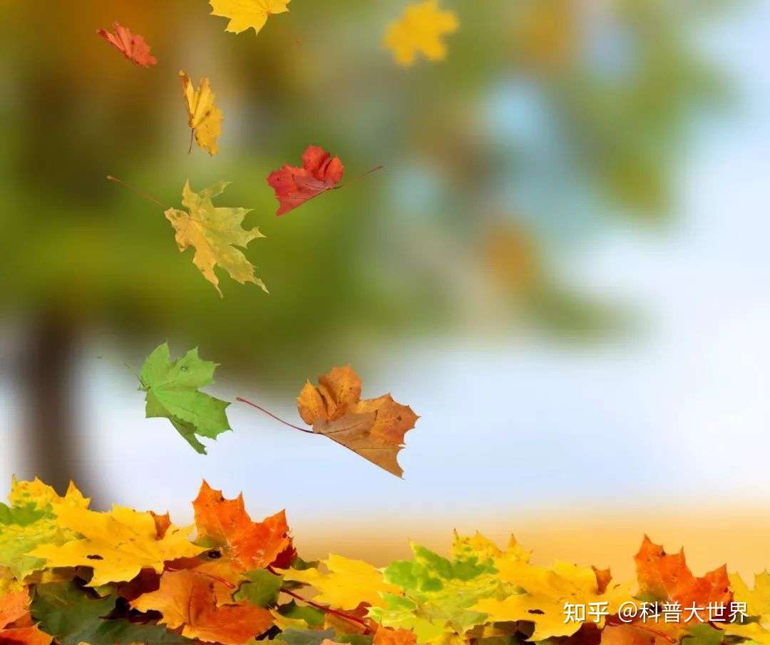 搞笑么 广东一男子被树叶砸昏 这种树叶可不一般 还曾砸死过人 知乎