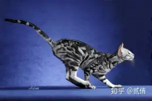 每天带你了解一种猫——埃及猫1”