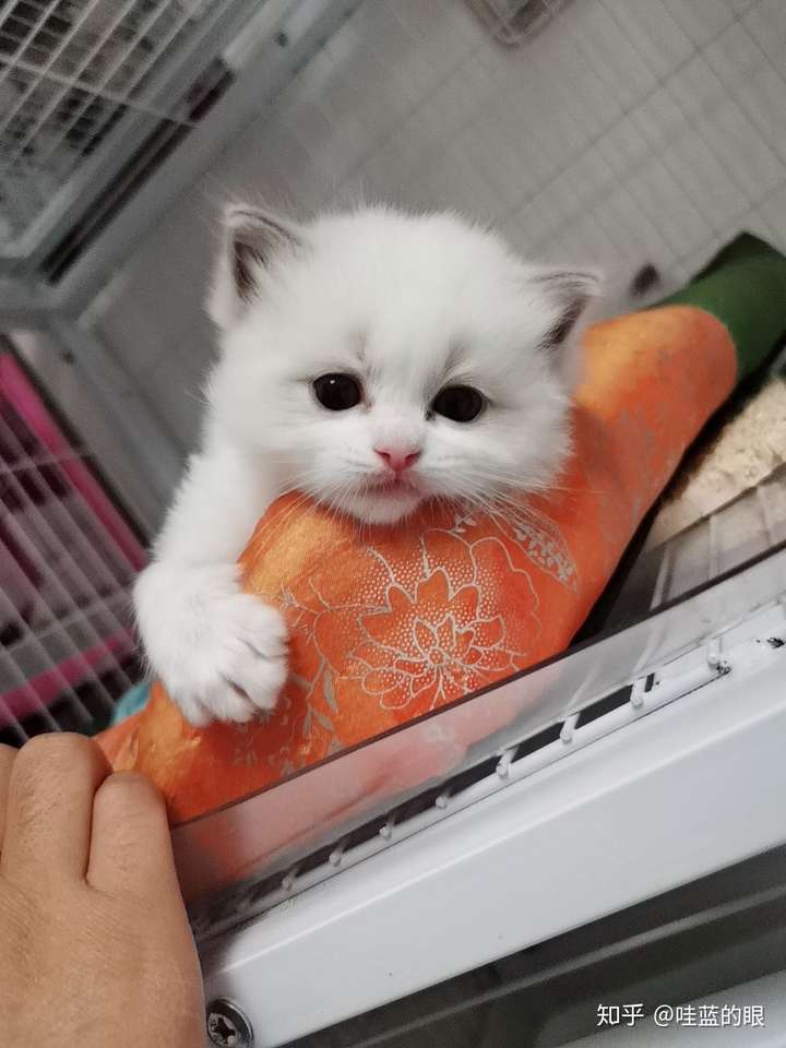 能不能把你家猫最可爱最美的图片发出来看看?