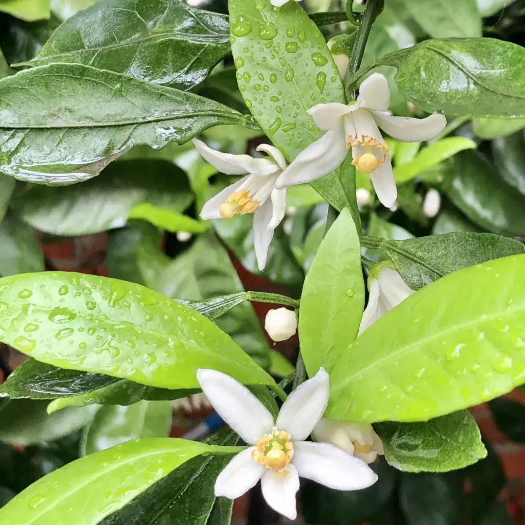 小院里的橘子花开了 味道和芦丹氏橙花好像 知乎