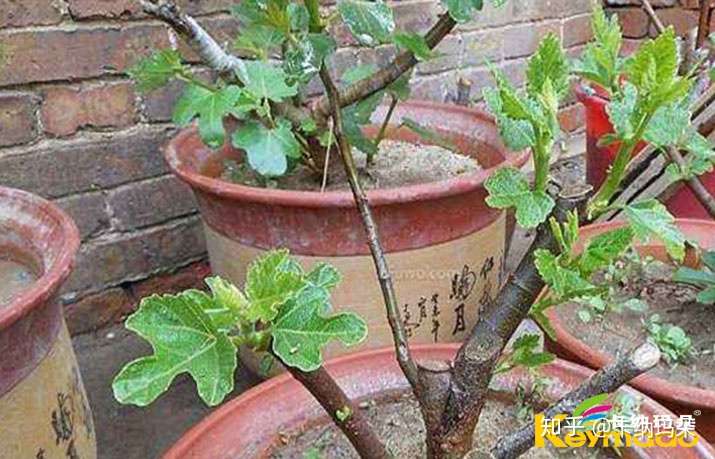 选择合适的盆栽土 给植物一个良好的住所 知乎