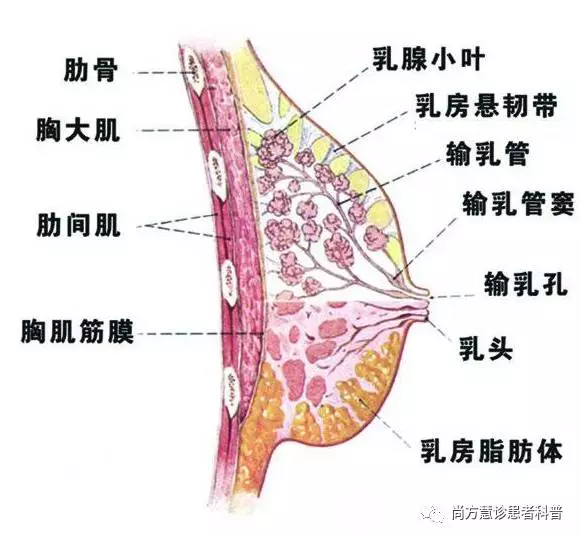 了解乳房良性肿物 远离对癌的担惊受怕 知乎