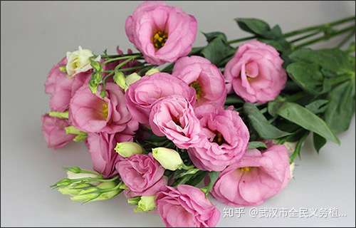 不同的花代表不同的星座专属巨蟹座的守护花是什么 知乎