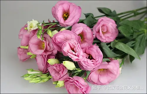 不同的花代表不同的星座专属巨蟹座的守护花是什么 知乎