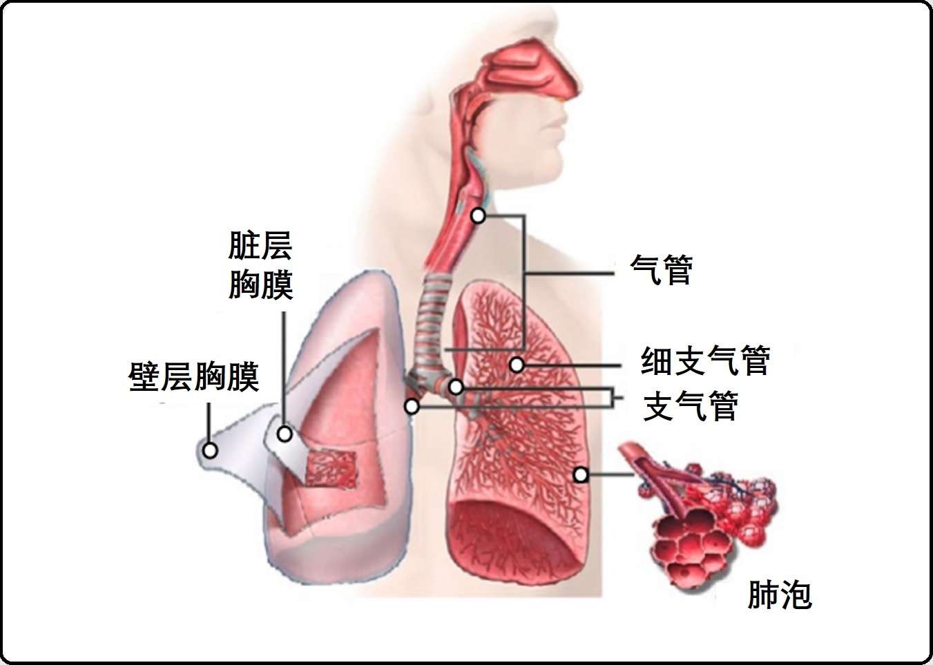 一文读懂肺癌病理报告 知乎