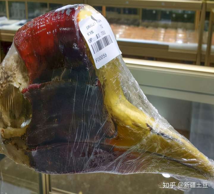 没有买卖就没有杀害盔犀鸟