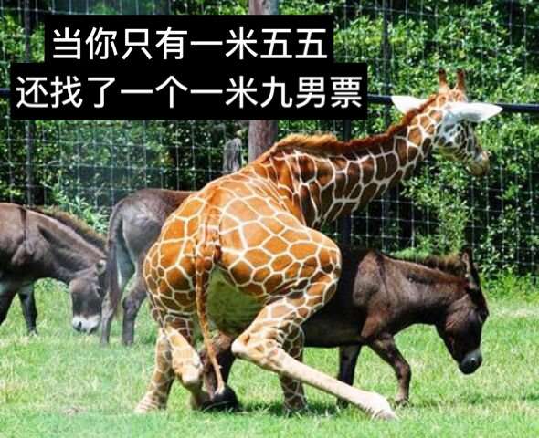 身为一个180 的男生会找一个155左右的女生吗?