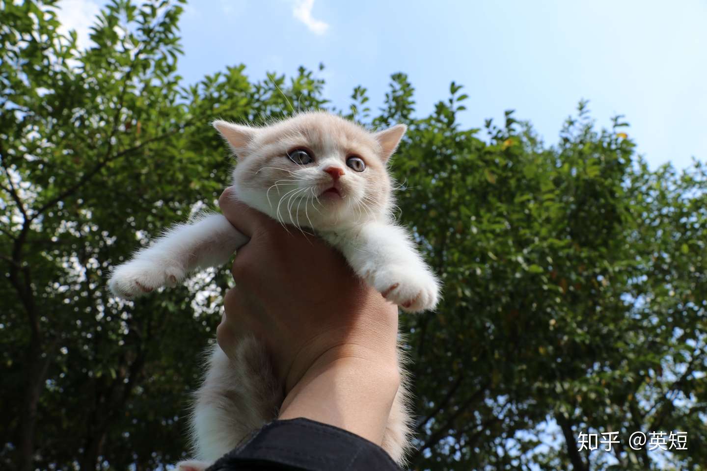 英短蓝白配英短乳白色猫舍繁育幼猫高清照片 知乎