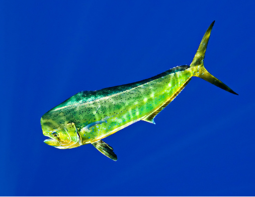 为什么鱼死后,身上的颜色会消退?