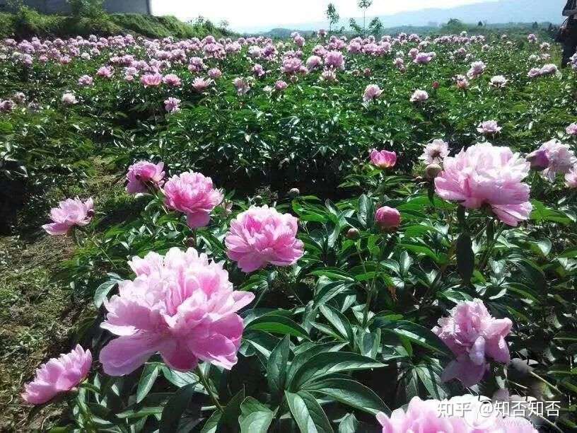 曹回镇芍药鲜切花预计4月初上市4月上旬至5月中旬迎来盛花期 知乎