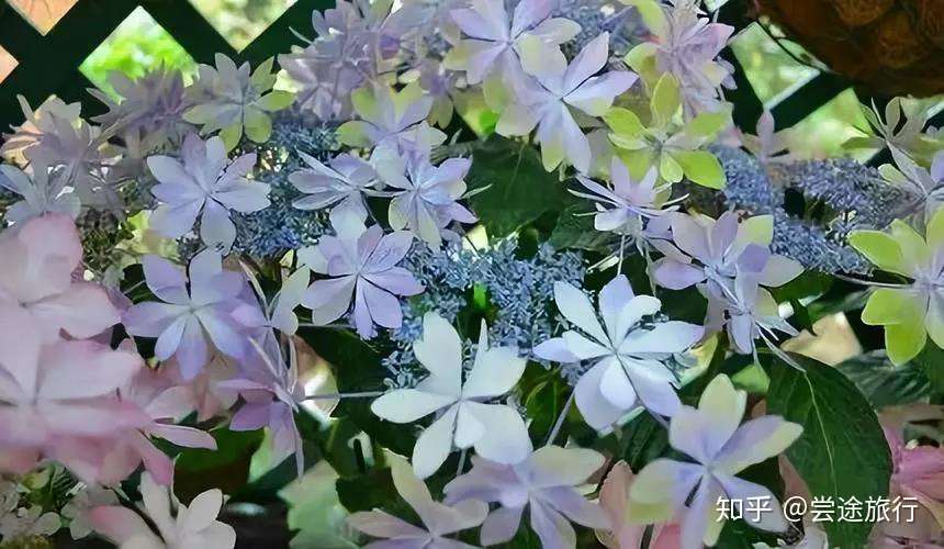 梅雨季的浪漫 东京近郊绣球花最佳赏花景点攻略 知乎