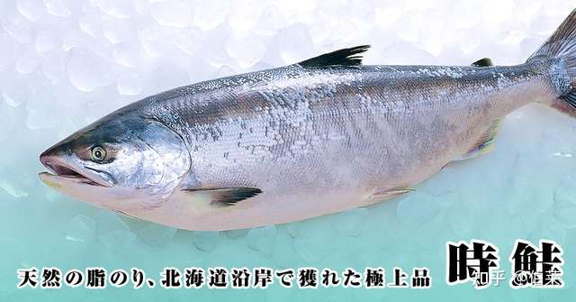 纪行 一场叫作 时不知 的环日本列岛自行车旅行 1 知乎 纪行 一场叫作 时不知 的环日本列岛自行车旅行 1 知乎