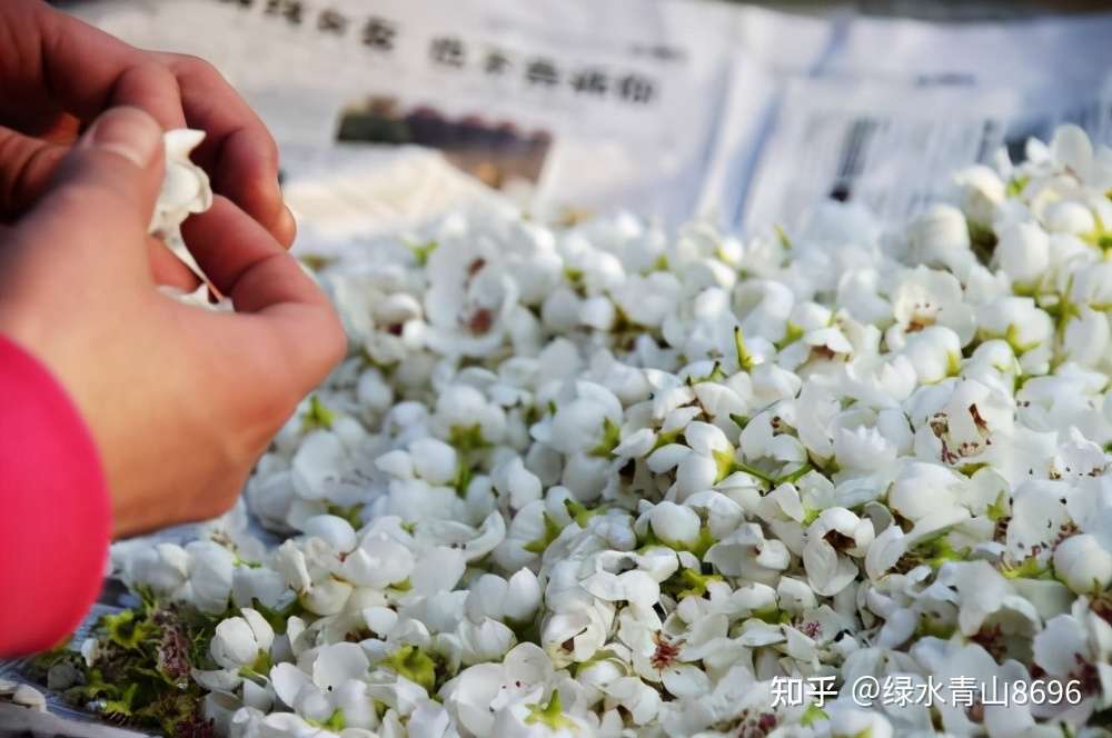 梨树花粉制作方法 知乎