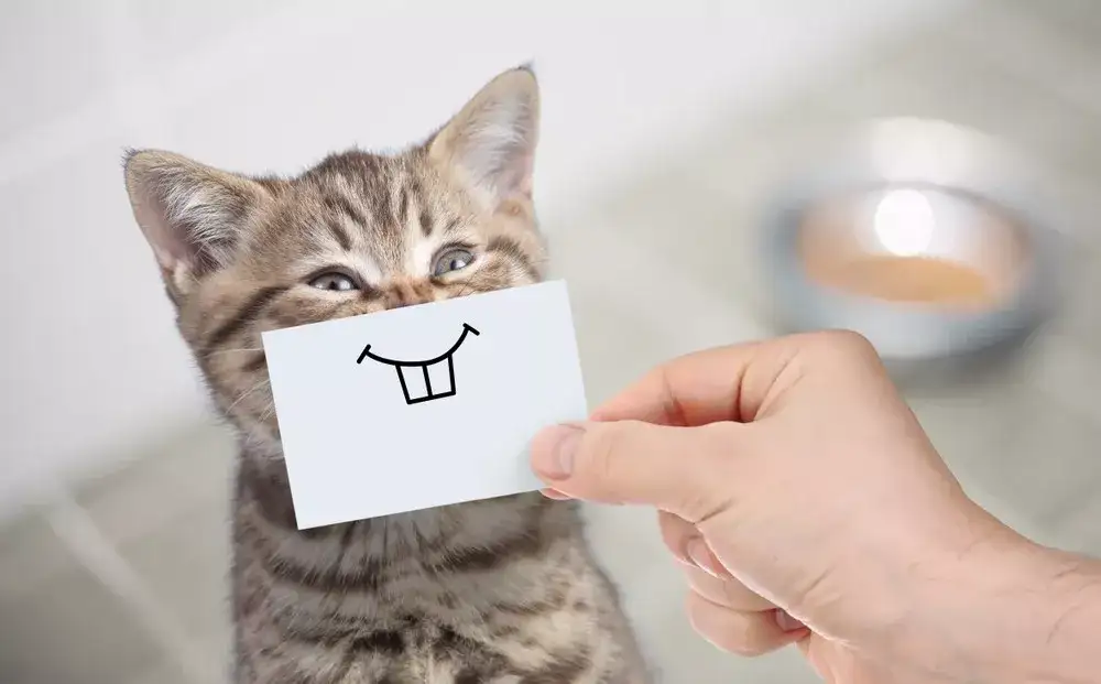 答疑猫身上出现小鼓包? - 知乎