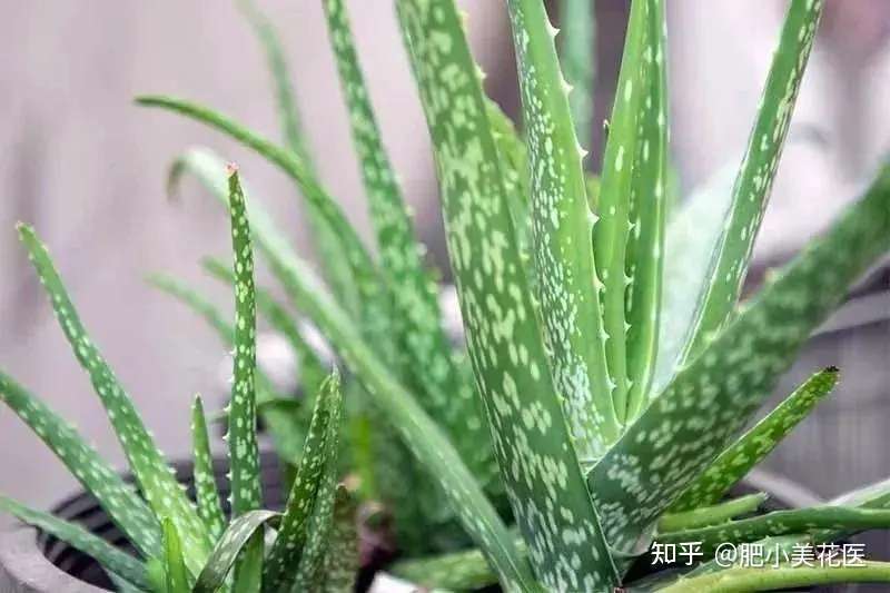 芦荟的种植技巧和常见养护问题 知乎