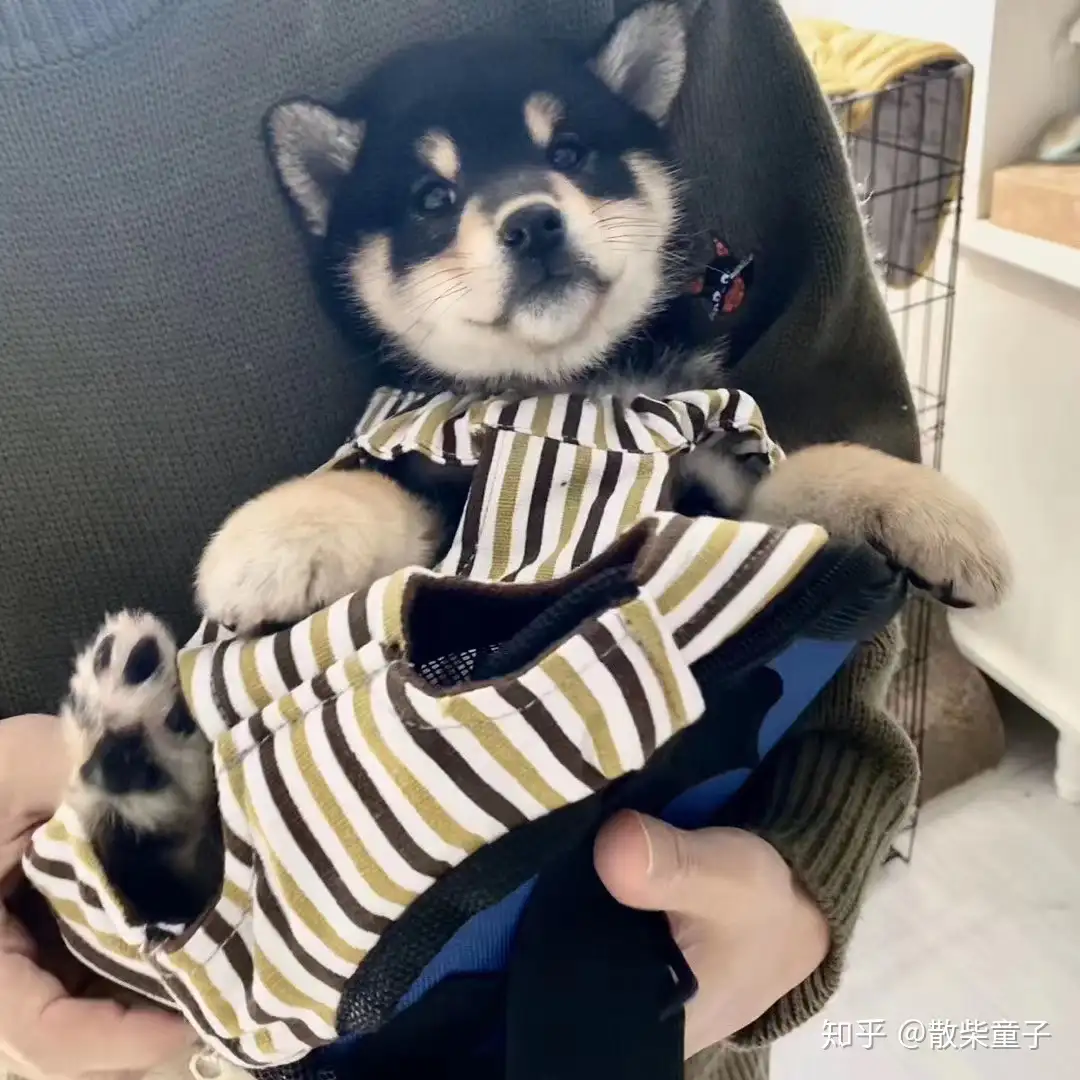 柴犬四种颜色解析- 知乎