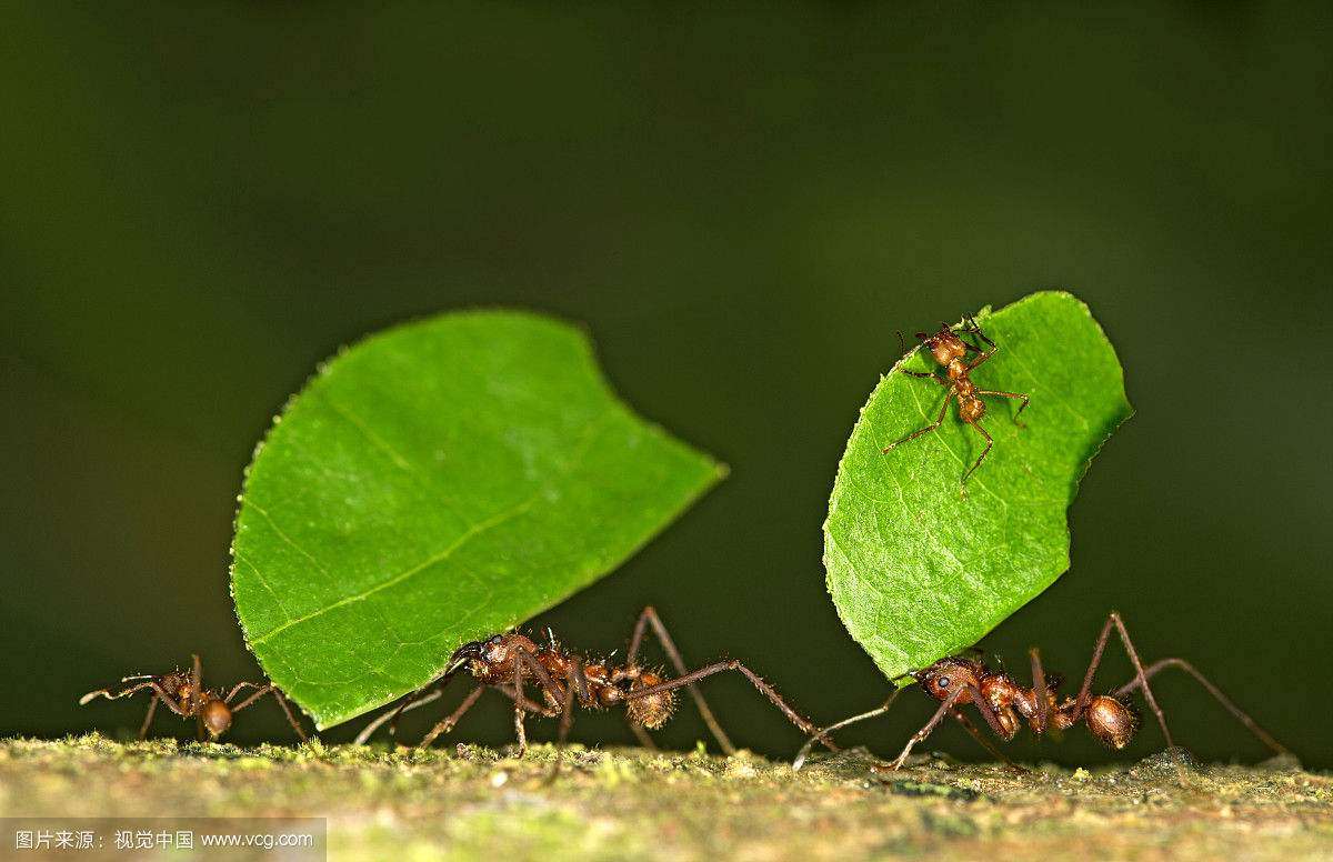神奇的切叶蚁- 知乎
