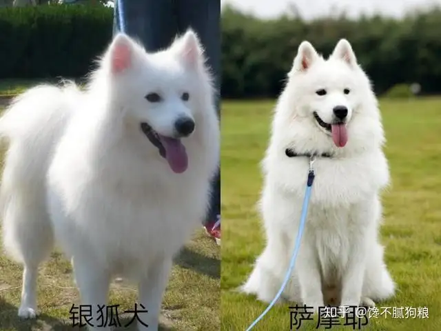 萨摩耶和银狐犬对比，有什么不同？网友：真的不一样