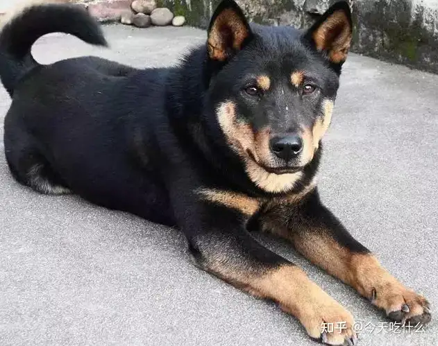 涨知识了 原来中华田园犬也有那么多品种 知乎