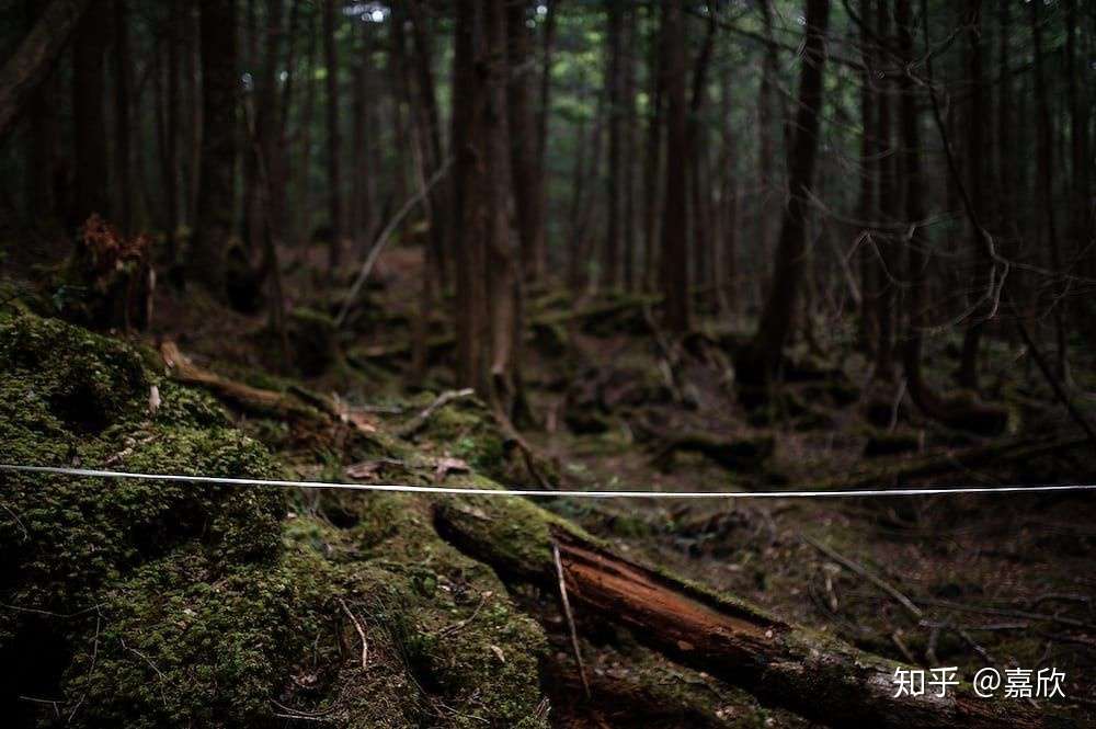 关于日本自杀森林的十大令人不安的事实 知乎