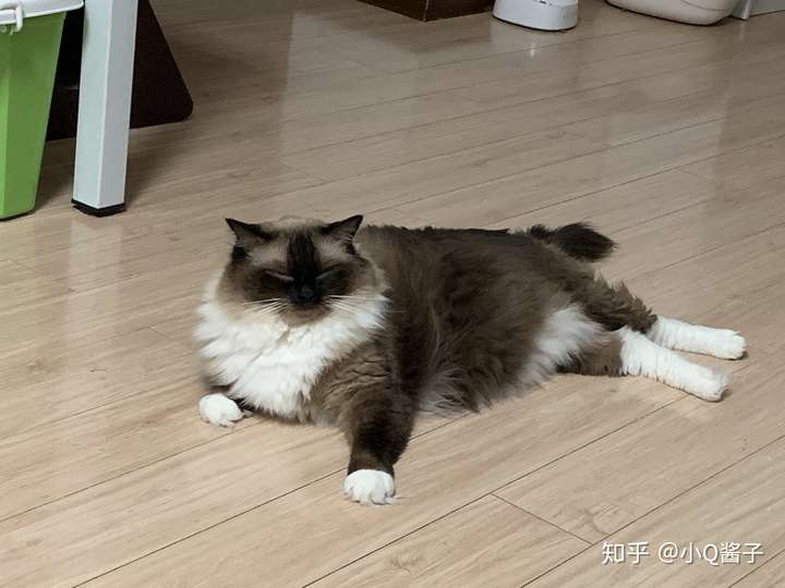 重点色布偶最黑能多黑?