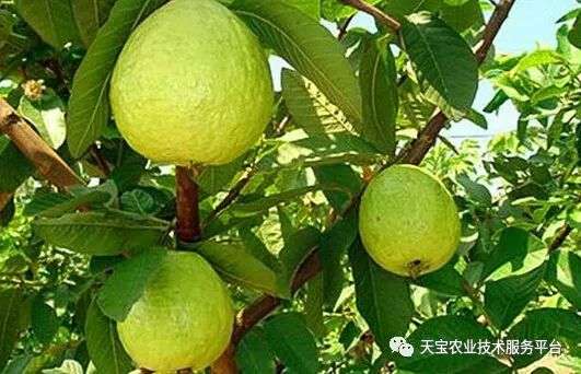番石榴常见病害大汇总
