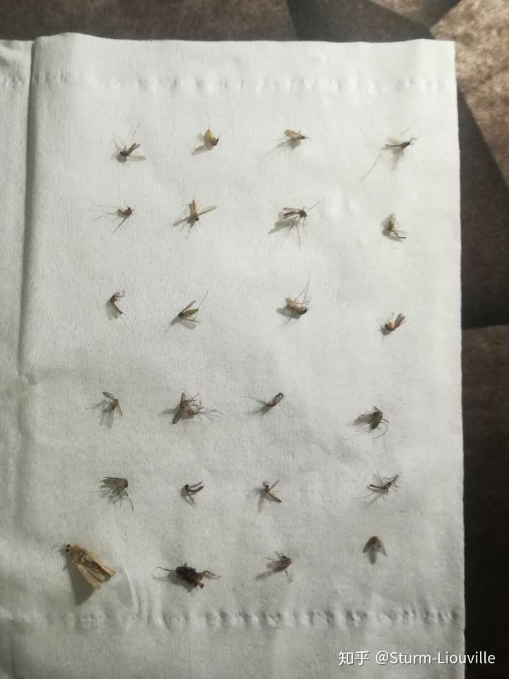 有没有什么对付蚊子的绝佳办法蚊香只能把我熏死