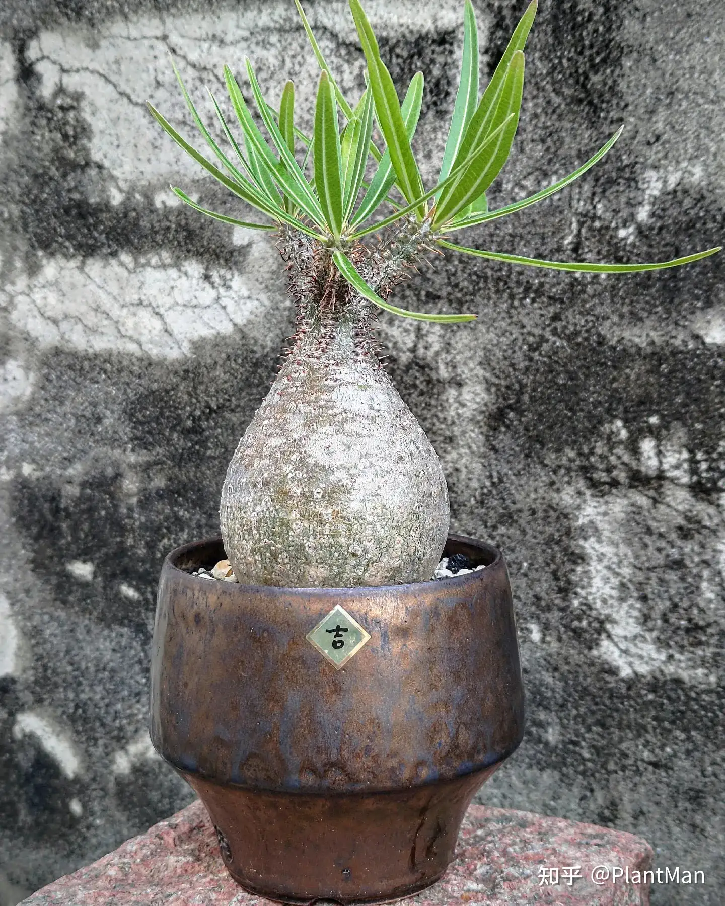 棒槌属植物地图- 知乎