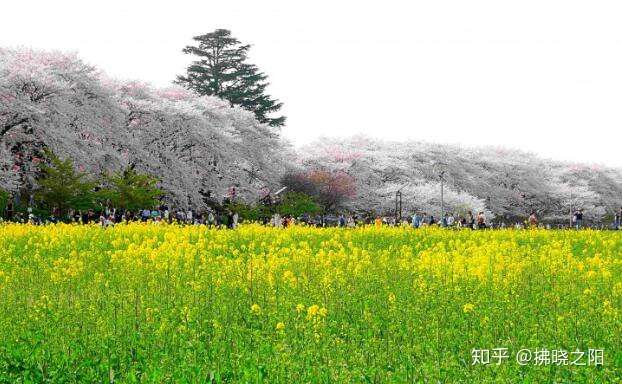 日本旅游 不想在东京赏樱人挤人 埼玉 超赞樱花隧道10选 知乎