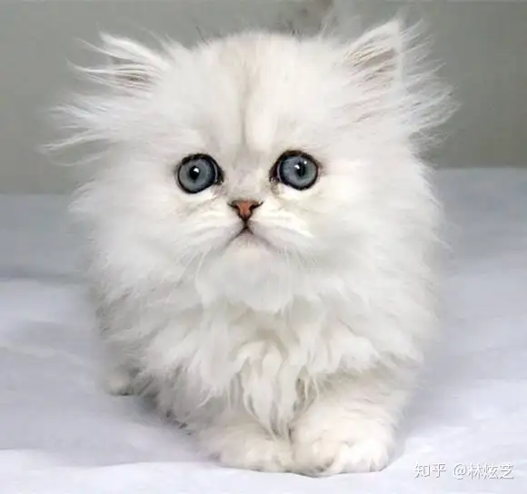 十大最受欢迎的宠物猫种类排行榜 知乎