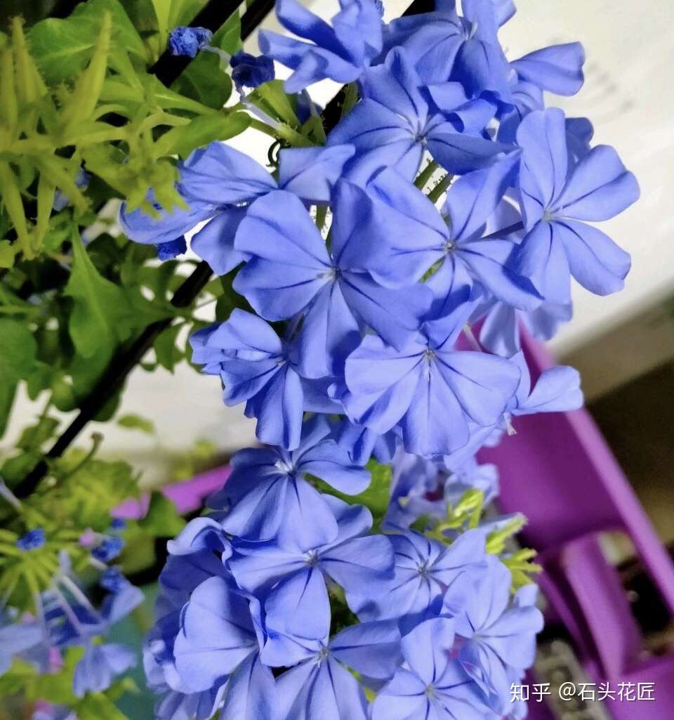 5月有4种花 怕换盆 缺了 2步 就容易烂根 落花苞 快看看 知乎