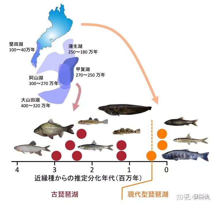 诸子 鲤科最好吃的鱼 能有多好吃呢 知乎