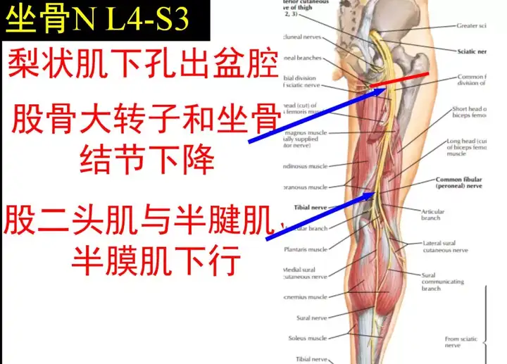 腰骶关节的上下缘,腰骶关节劳损插图23 腰骶关节的上下缘,腰骶关节劳损插图23