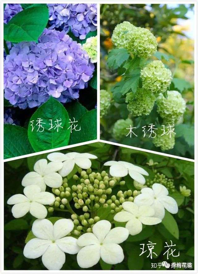 插花设计 同名不同花 植物界的 撞名榜 强势来袭 知乎