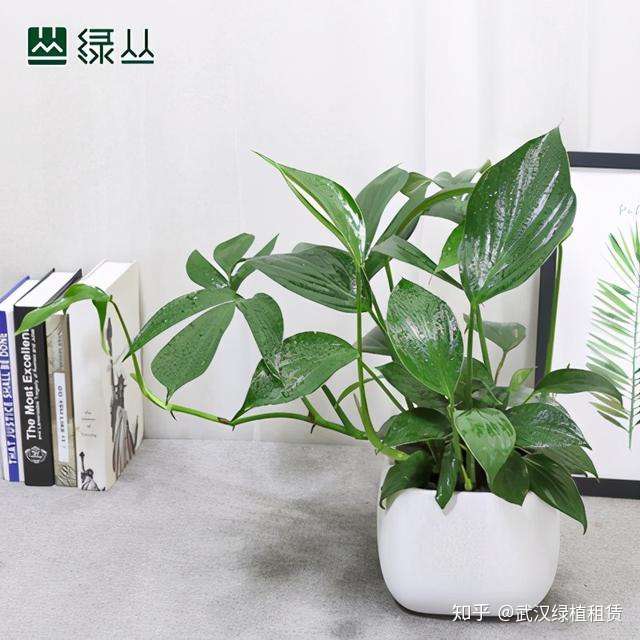 武汉绿植租赁 长势好的麒麟尾植物非常具有观赏性,所以今天绿丛园林