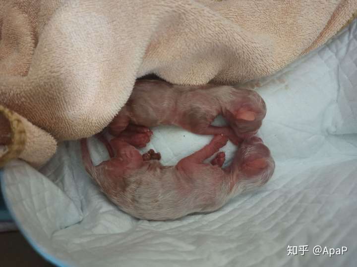 猫咪早产了怎么办