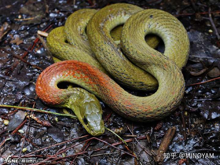 青黑色脖子处微红是什么蛇?