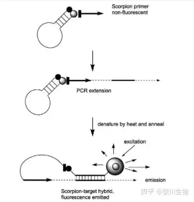 67实时荧光定量pcr探针法原理实验原理